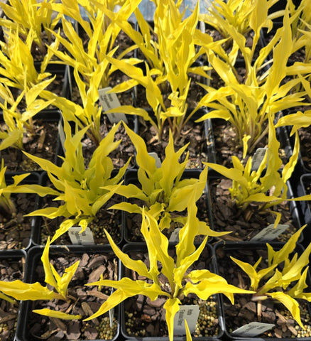 Hosta 'Fabulous Flames'