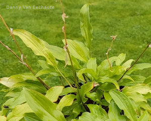 Hosta 'Fabulous Flames'