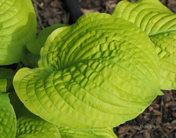 Hosta 'Faith' leaf