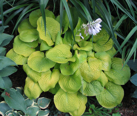 Hosta 'Faith'