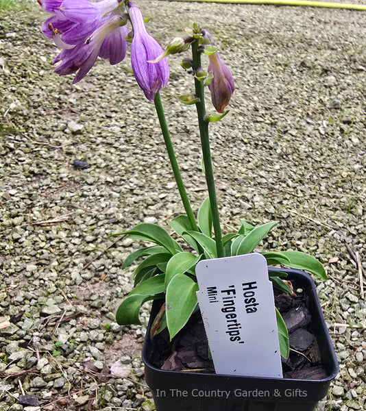 Hosta 'Fingertips'