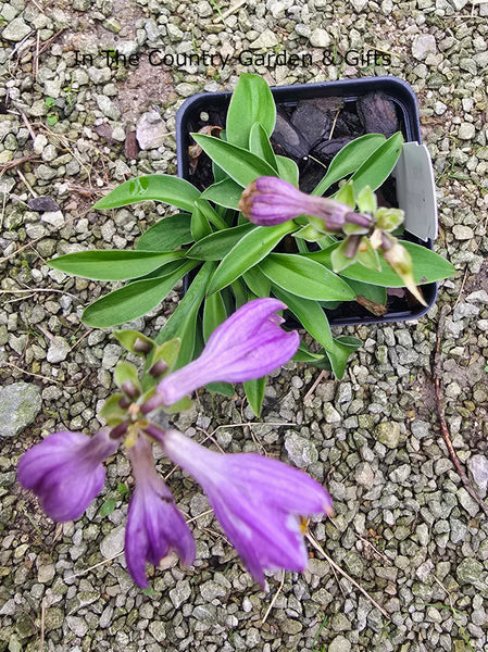Hosta 'Fingertips'