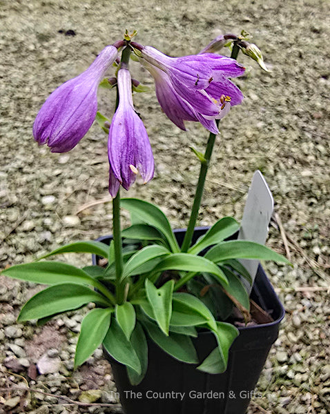 Hosta 'Fingertips'