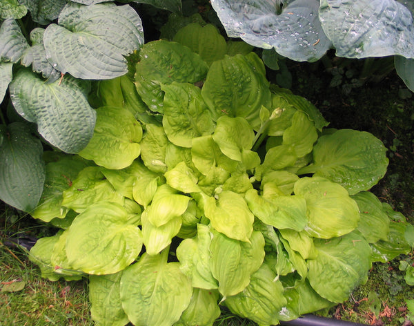 Hosta 'Fluff and Puff'