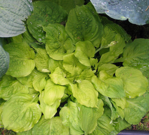 Hosta 'Fluff and Puff'