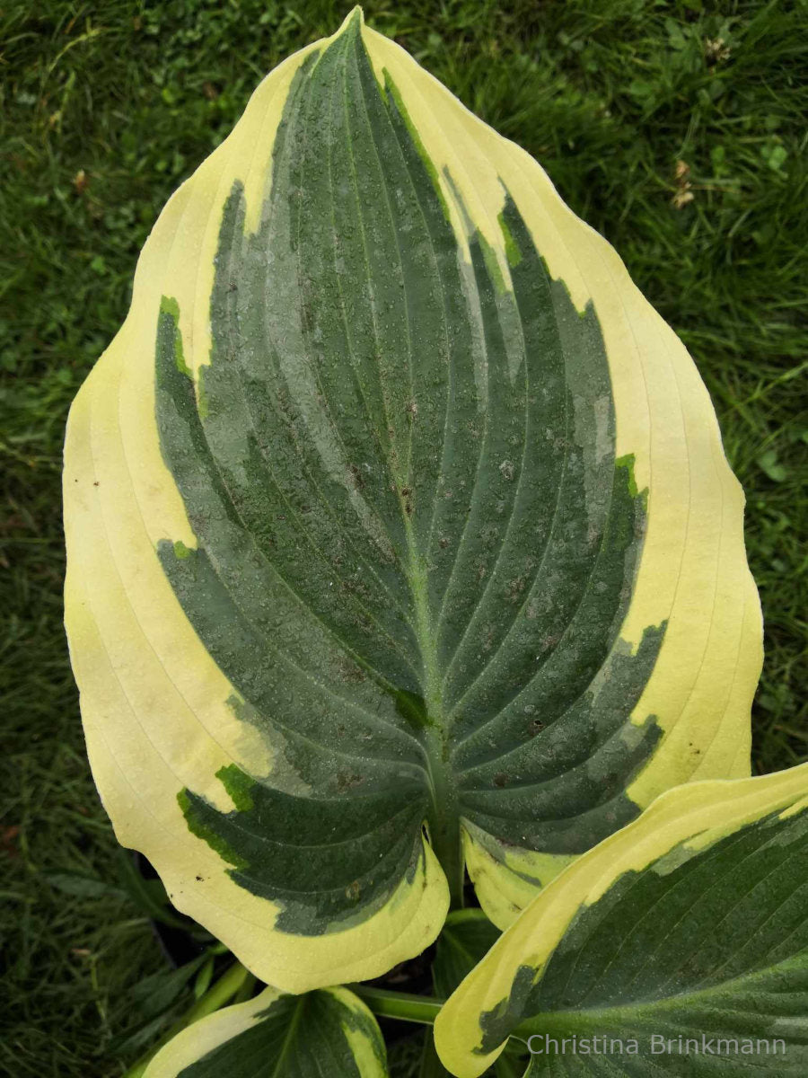 Hosta 'For Loved Ones'