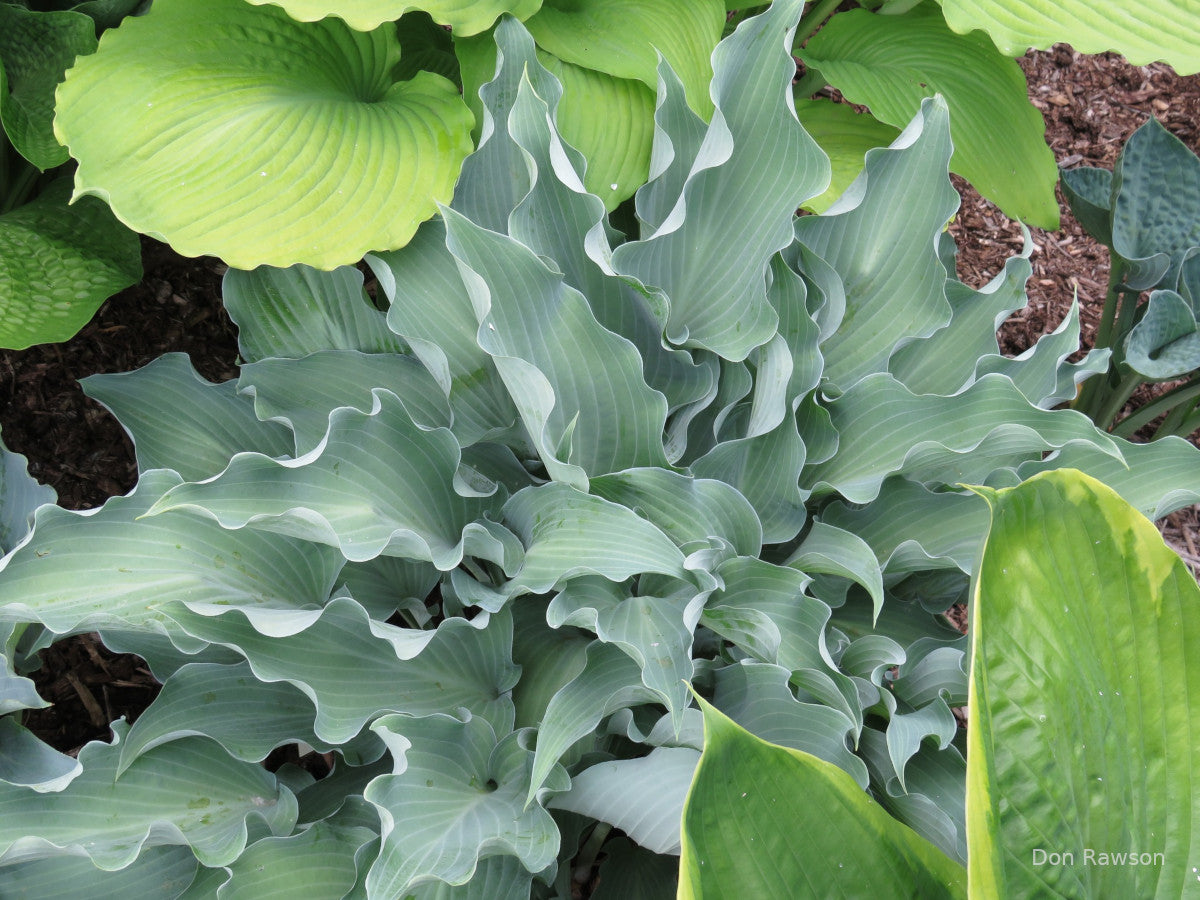 Hosta 'Frill Ride'