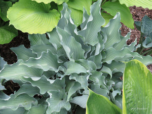 Hosta 'Frill Ride'