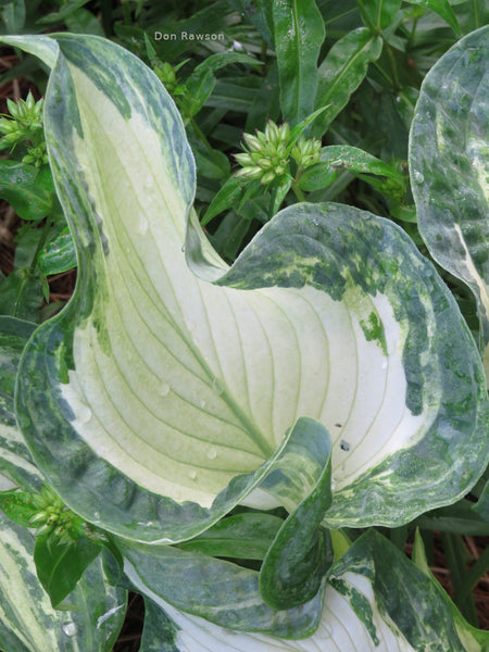 Hosta 'Frog in my Throat' leaf