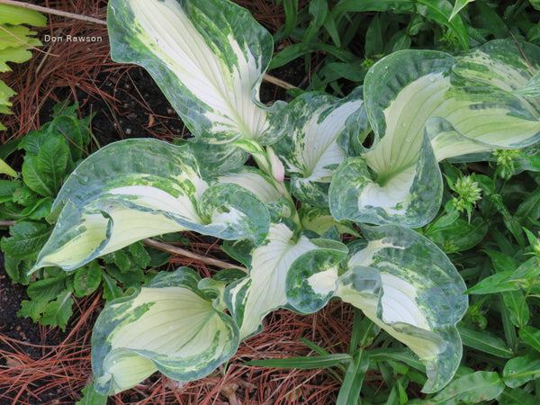 Hosta 'Frog in my Throat'