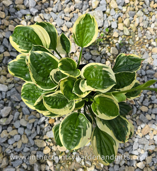 Hosta 'Fruit Loop'