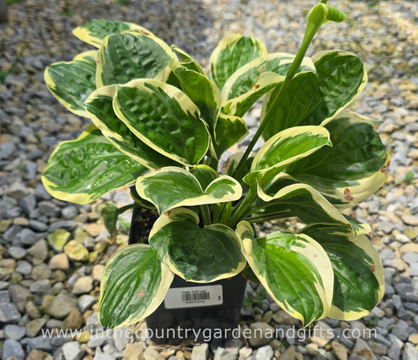Hosta 'Fruit Loop'