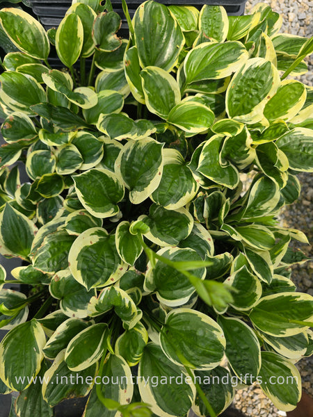 Hosta 'Fruit Loop'