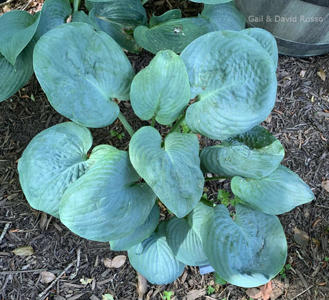 Hosta 'Generation X'