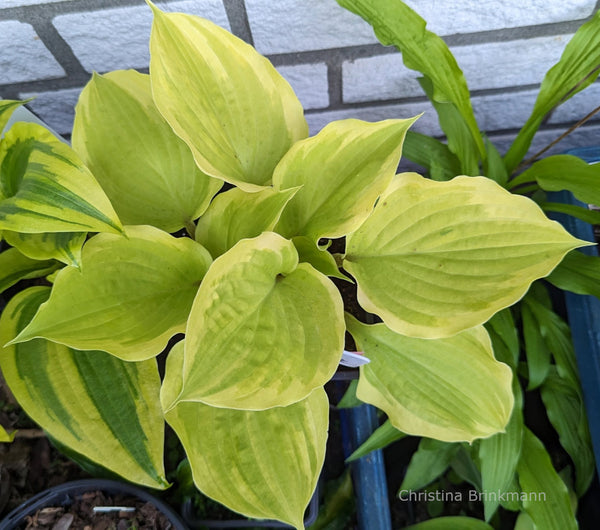 Hosta 'German Hostimist'