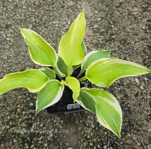 Hosta 'German Hostimist'