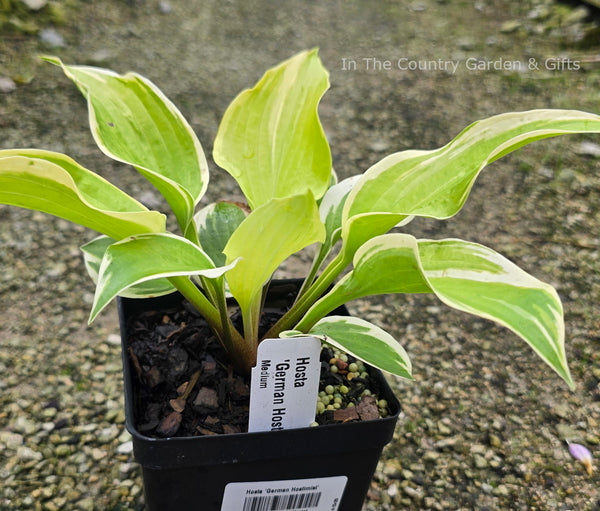 Hosta 'German Hostimist'