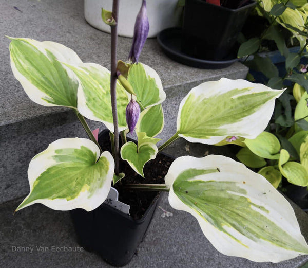 Hosta 'German Hostimist'