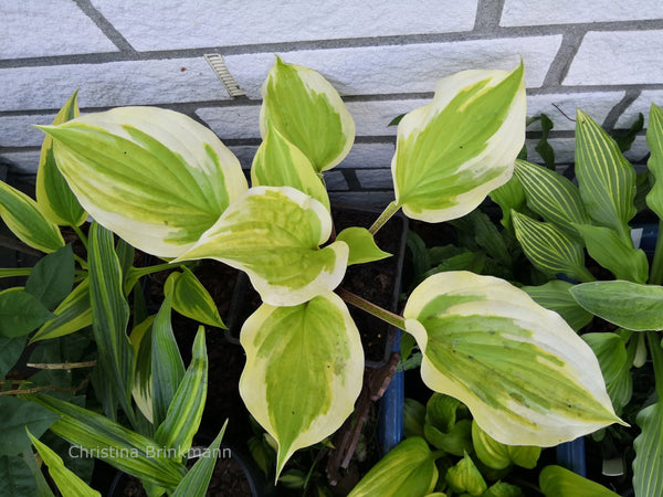 Hosta 'German Hostimist'