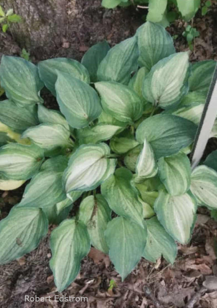 Hosta 'Ghost Spirit'