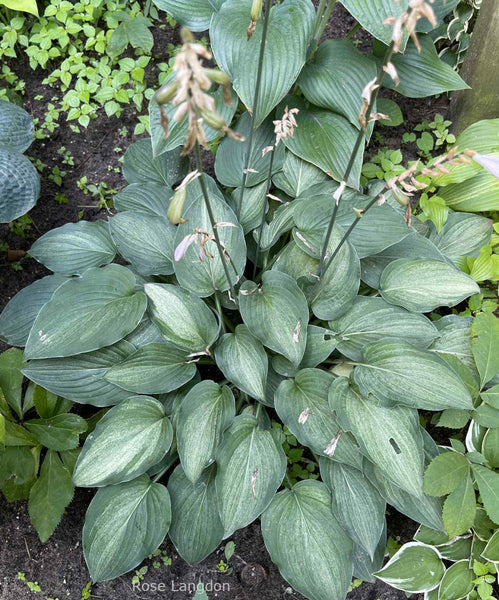Hosta 'Ghost Spirit'