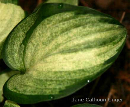 Hosta 'Ghost Spirit' leaf