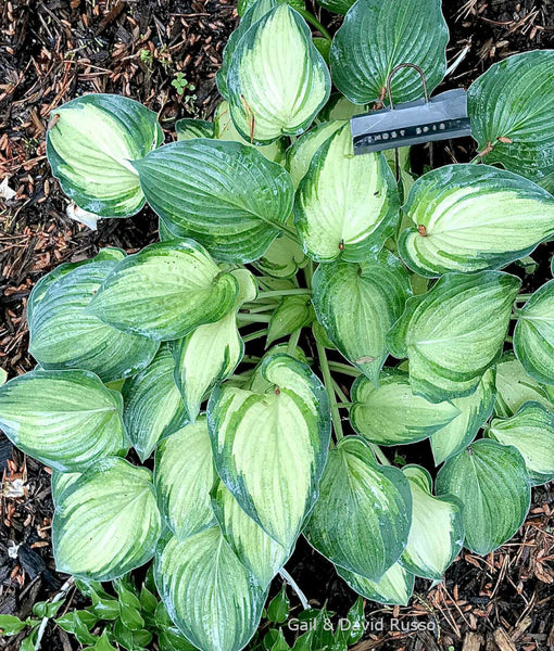 Hosta 'Ghost Spirit'