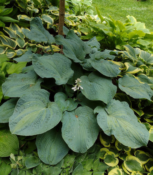 Hosta 'Gifted'