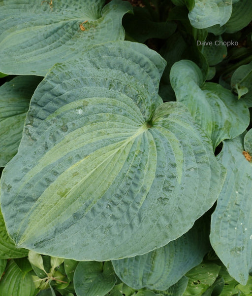 Hosta 'Gifted' leaf