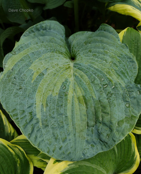 Hosta 'Gifted' leaf
