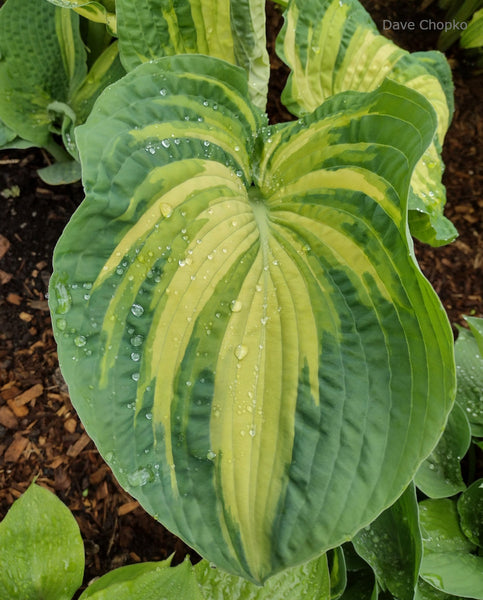 Hosta 'Gifted' leaf spring