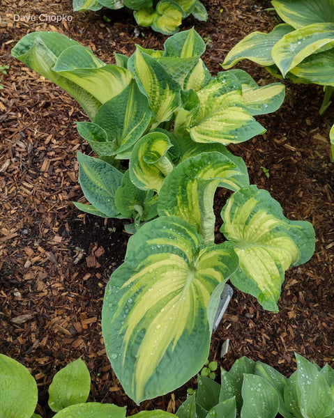 Hosta 'Gifted' clump spring