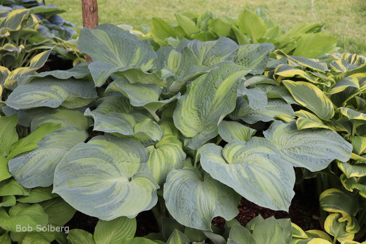Hosta 'Gifted'
