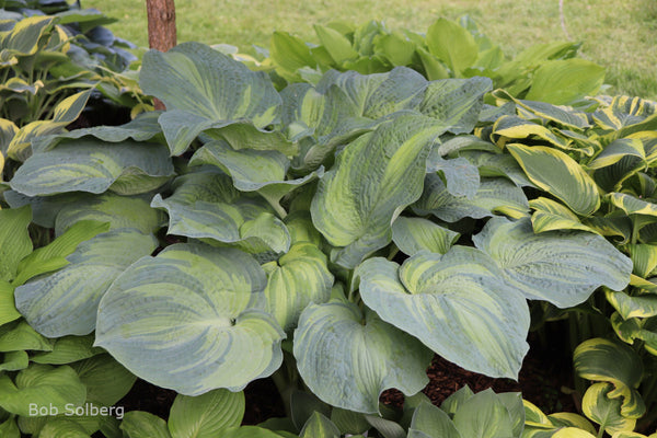 Hosta 'Gifted'