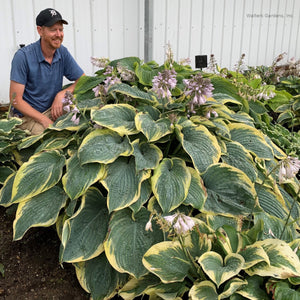 Hosta 'Gigantosaurus'