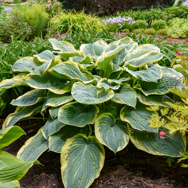 Hosta 'Gigantosaurus' clump