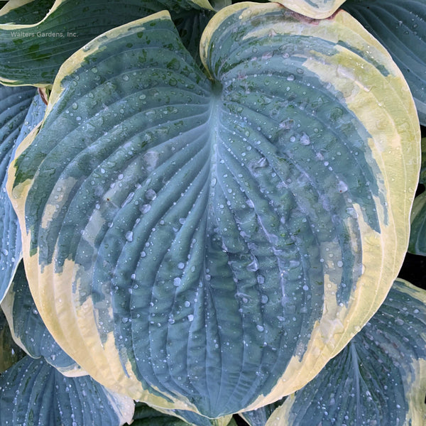 Hosta 'Gigantosaurus' leaf