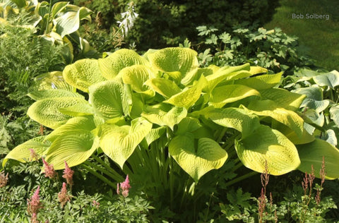 Hosta 'Gold Elation'