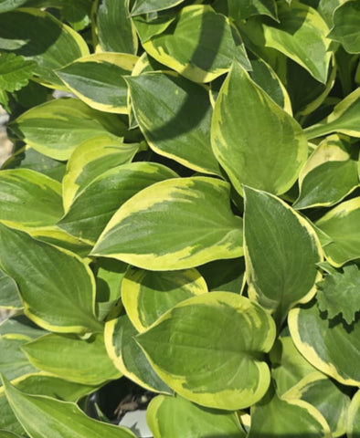 Hosta 'Grandpa's Love'