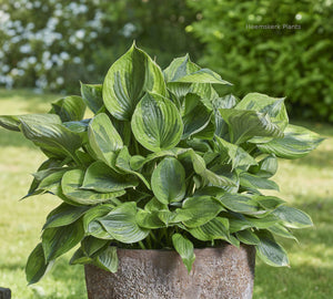 Hosta 'Green Patriot'