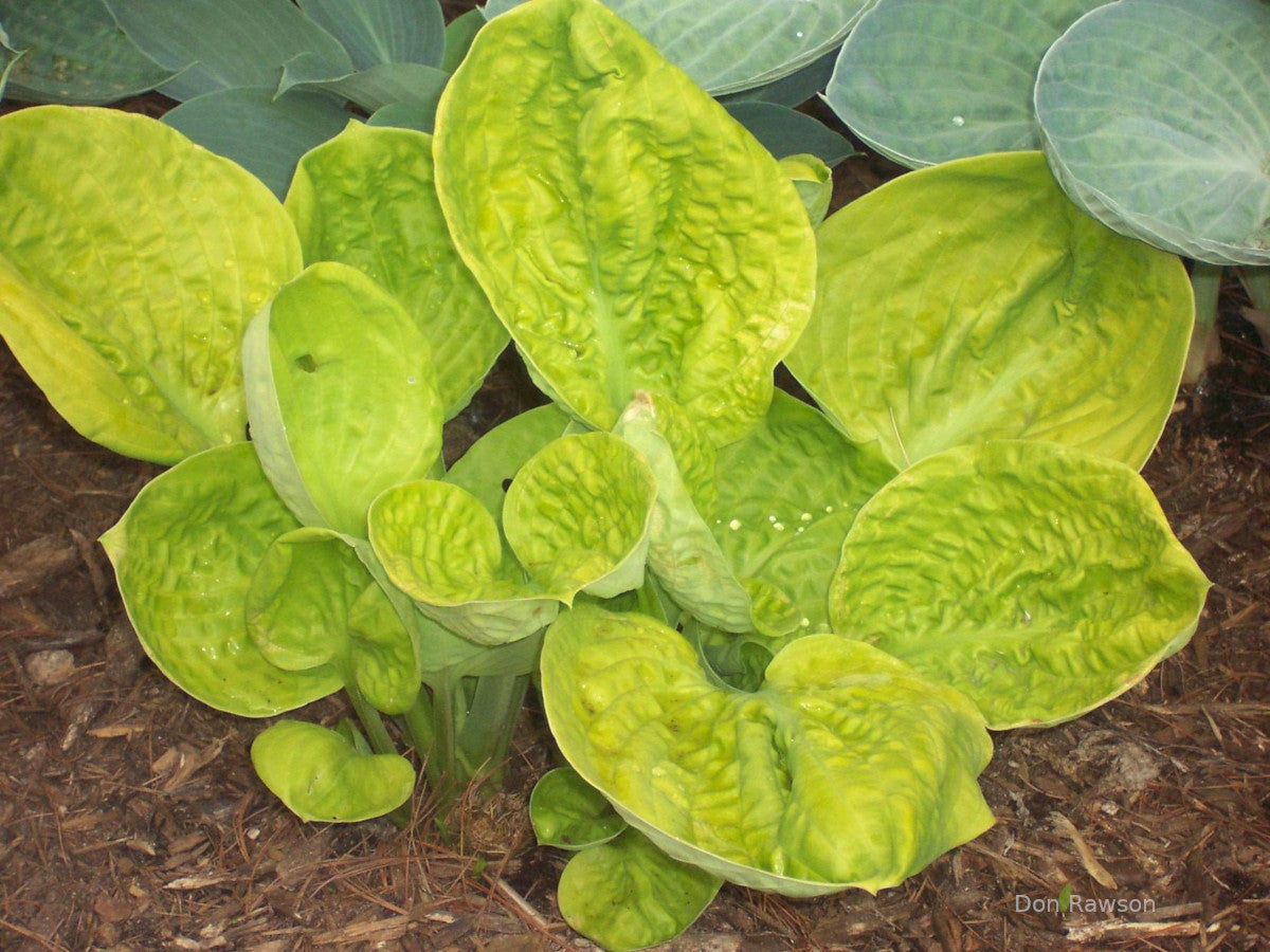 Hosta 'Hammered Gold'