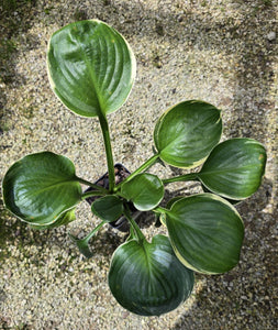 Hosta 'Hanjas The One'