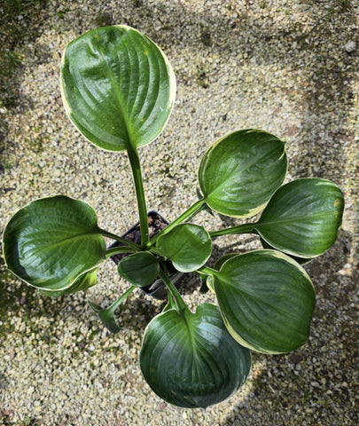Hosta 'Hanjas The One'
