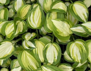 Hosta 'Heatwave Harmony'