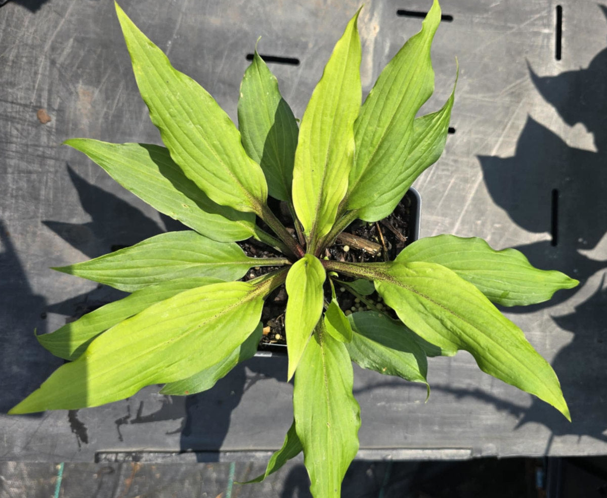 Hosta 'Holar Sing My Life'