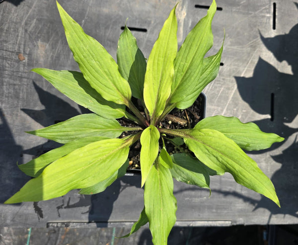 Hosta 'Holar Sing My Life'