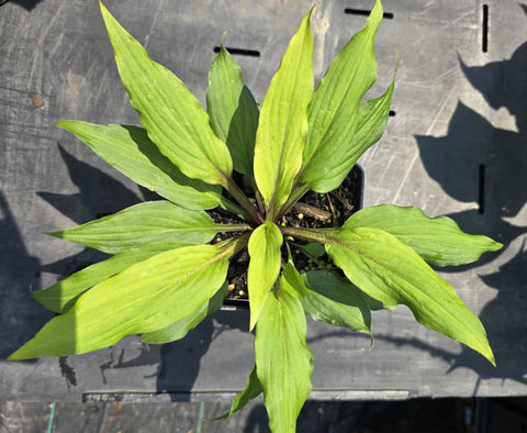 Hosta 'Holar Sing My Life'