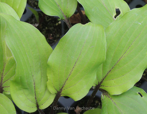 Hosta 'Holar Sing My Life'
