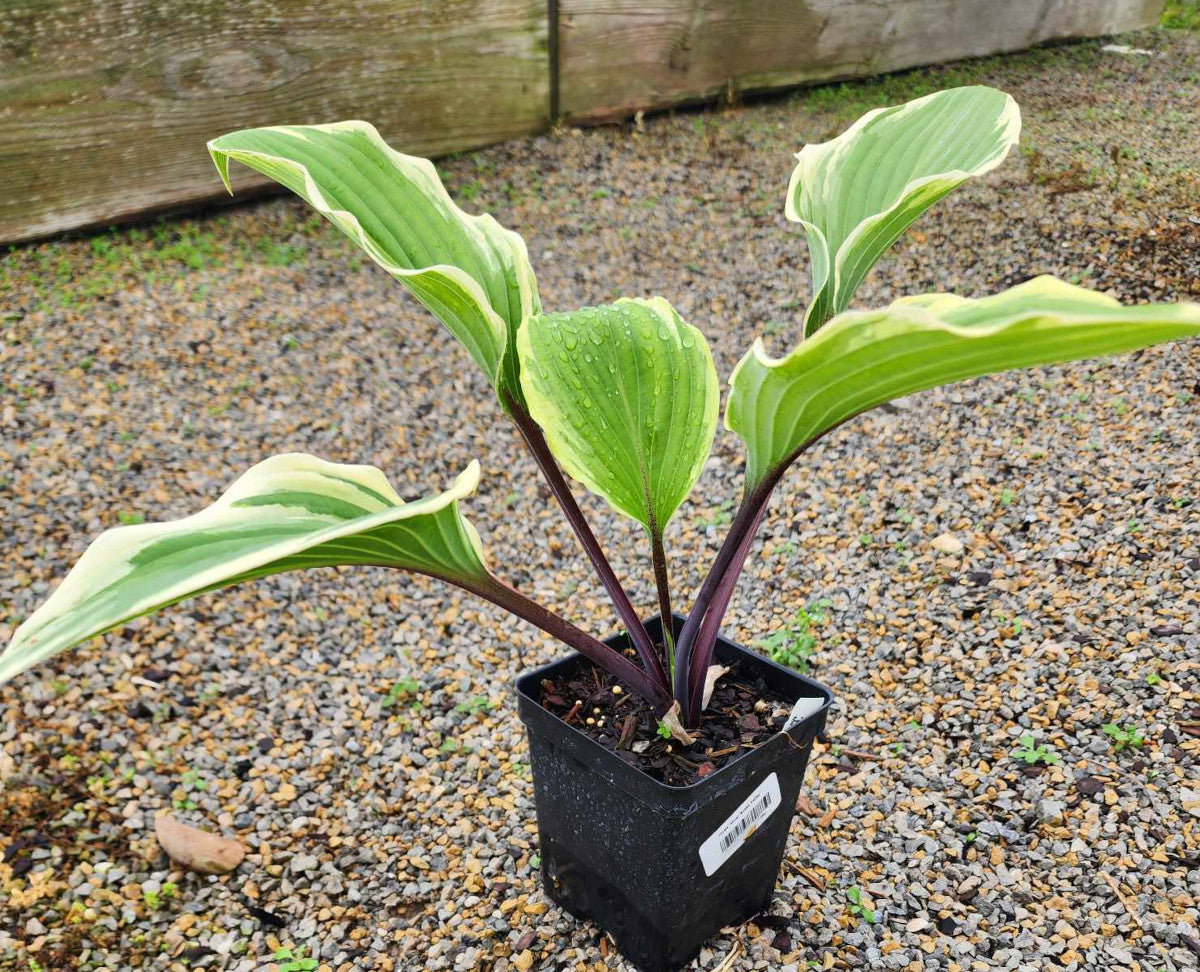 Hosta 'Holar Snake Valley'