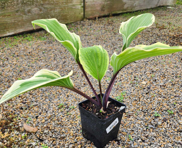 Hosta 'Holar Snake Valley'